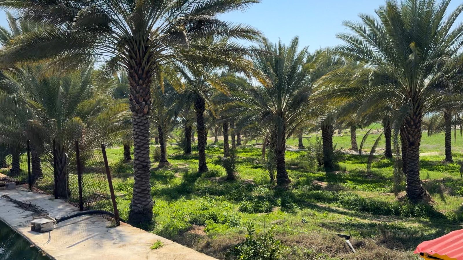 نمای نخلستان