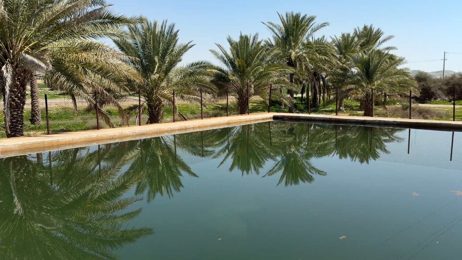 انعکاس نخل‌ها در استخر نخلستان بوشکان